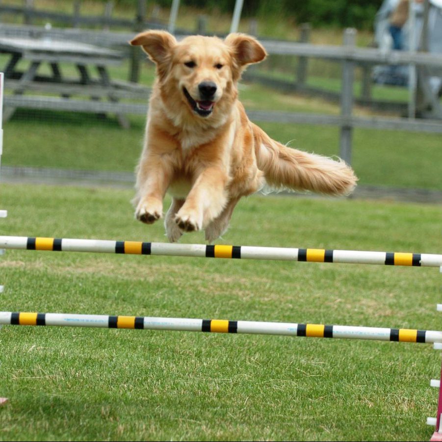 Hund beim Agility